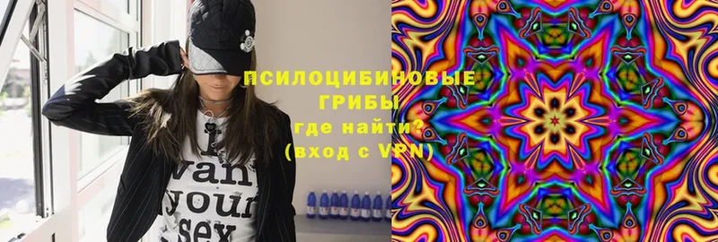 купить   Чебоксары  Галлюциногенные грибы Psilocybe 